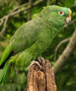 Yellow Crowned Amazon